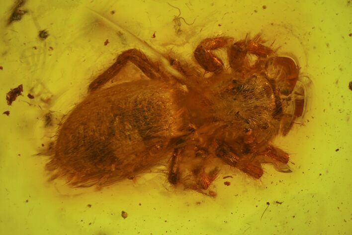 Detailed Fossil Spider (Araneae) in Baltic Amber #150762